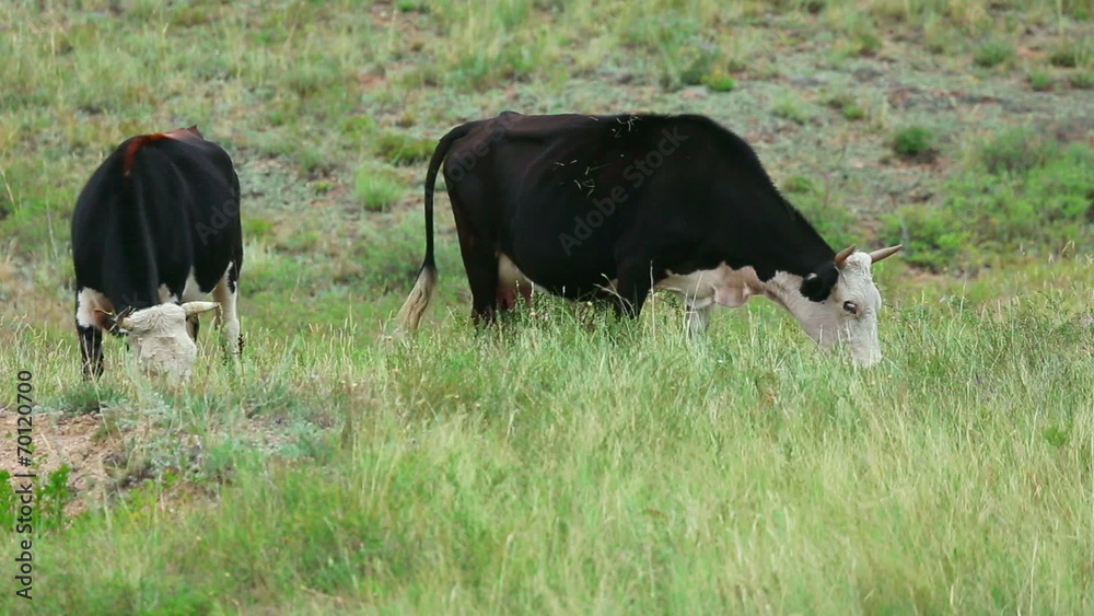 Grazing cows