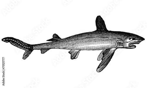 Requin