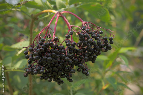 Elderberry - sambucus nigra