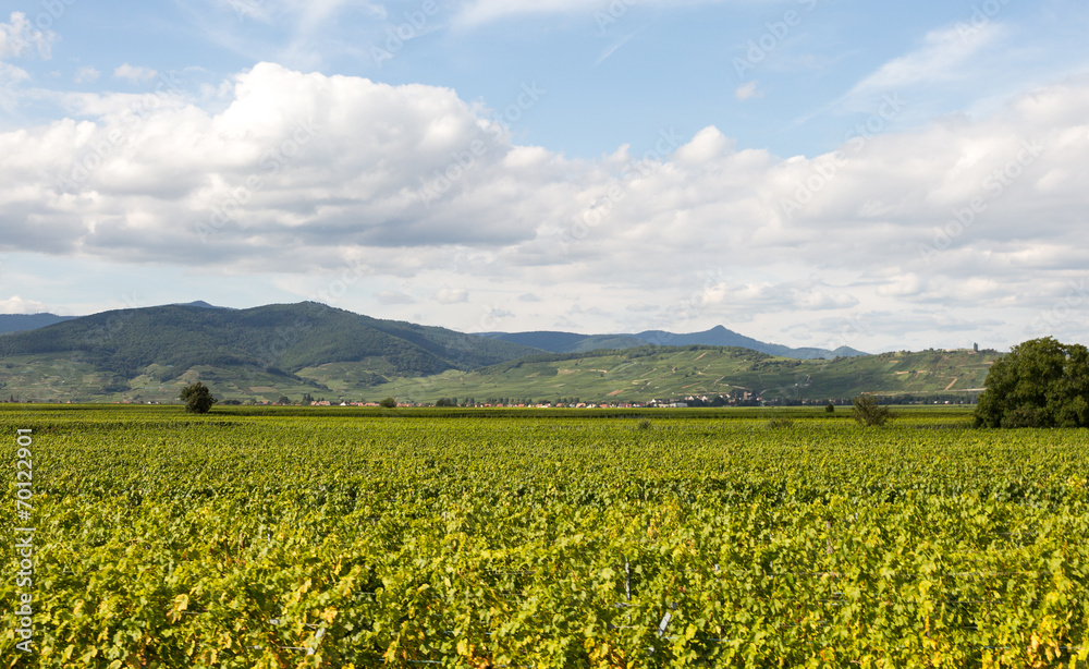 Vignoble sur la route des vins