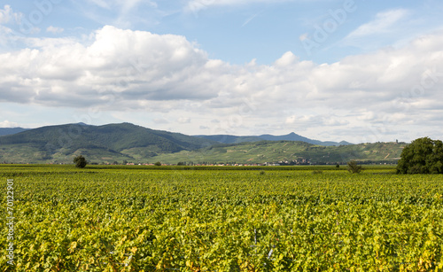 Vignoble sur la route des vins