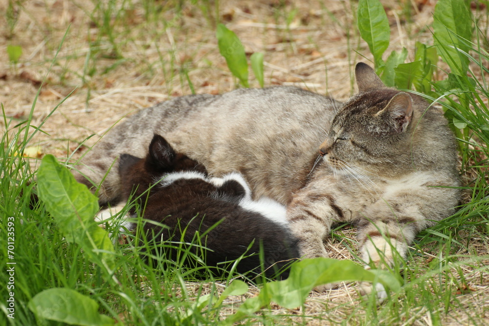Tabby with defocused black and white kitten lying in grass
