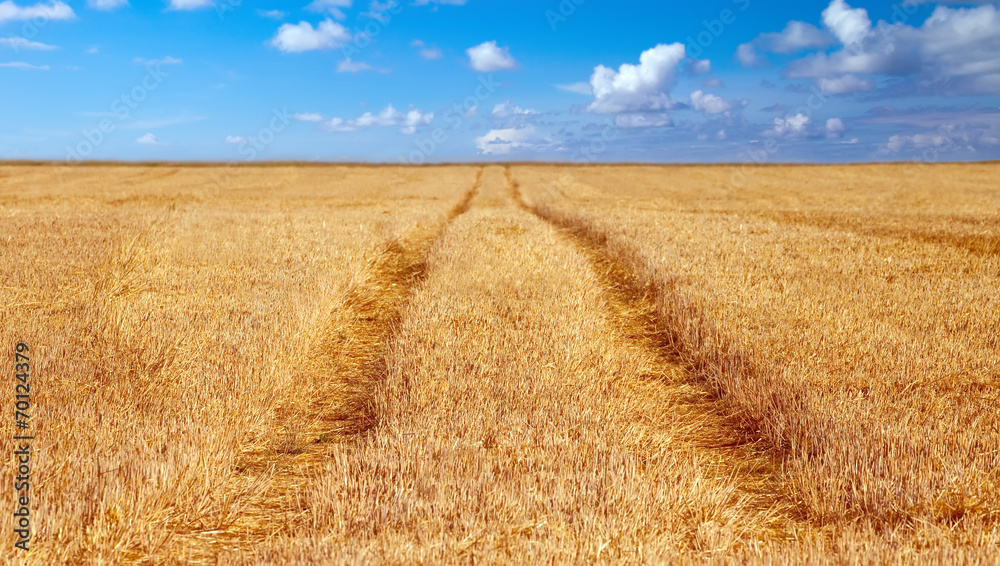 Fototapeta premium grainfield