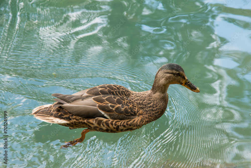 Fototapeta premium mallard