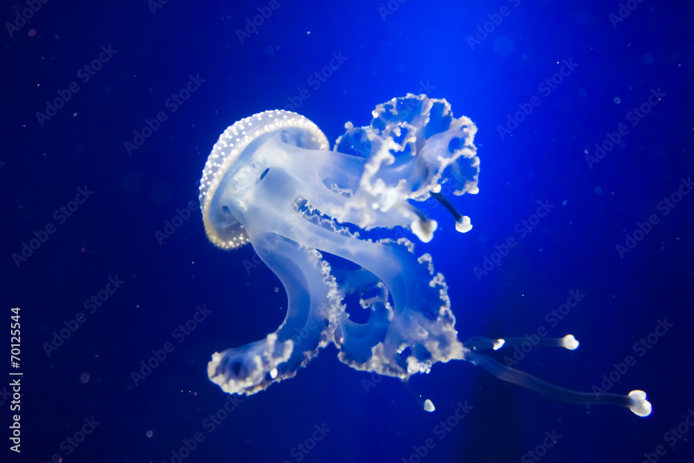 Fototapeta premium Underwater paradise. Swimming Jellyfish On Blue Background