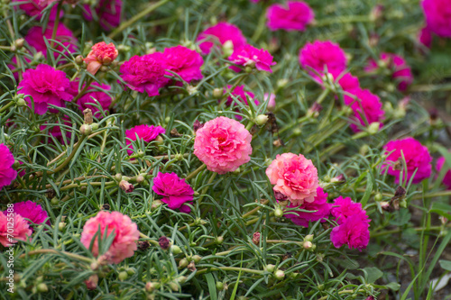 Portulaca flower and bee © Suwatchai