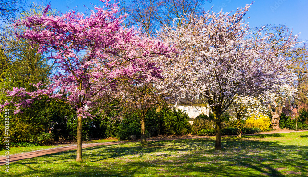 Naklejka premium Spring nature background. Spring landscape