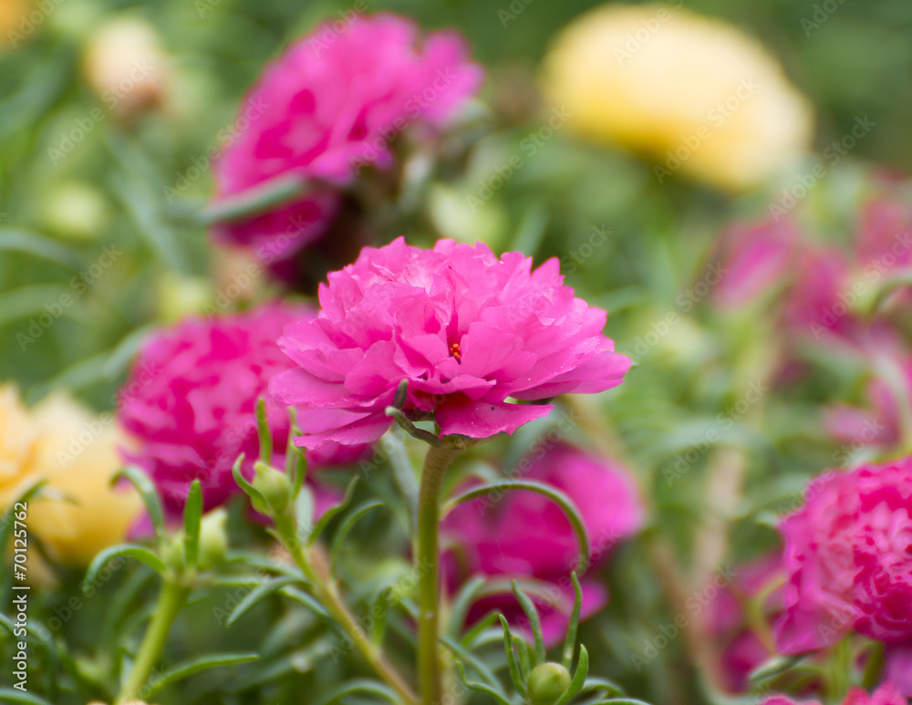 Portulaca flower and bee