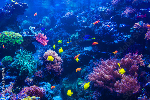 Fototapeta Naklejka Na Ścianę i Meble -  tropical fishes meet in blue coral reef sea water aquarium . Und