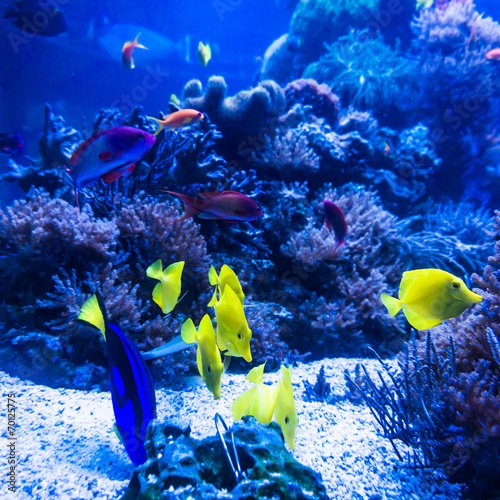 Fototapeta Naklejka Na Ścianę i Meble -  tropical fishes meet in blue coral reef sea water aquarium . Und