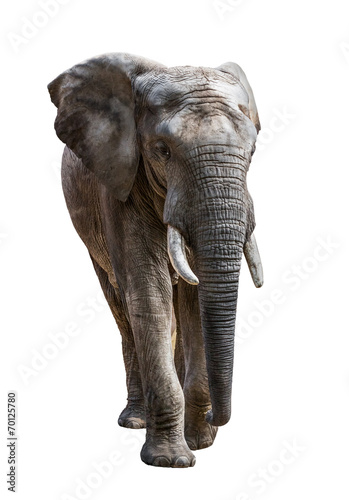 Elephant Isolated on White