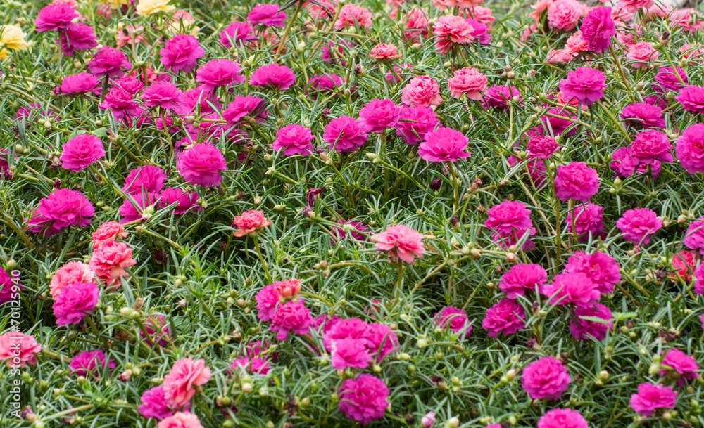 Portulaca flower and bee Portulaca flower and bee