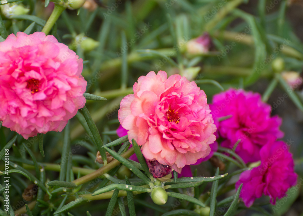 Portulaca flower and bee Portulaca flower and bee