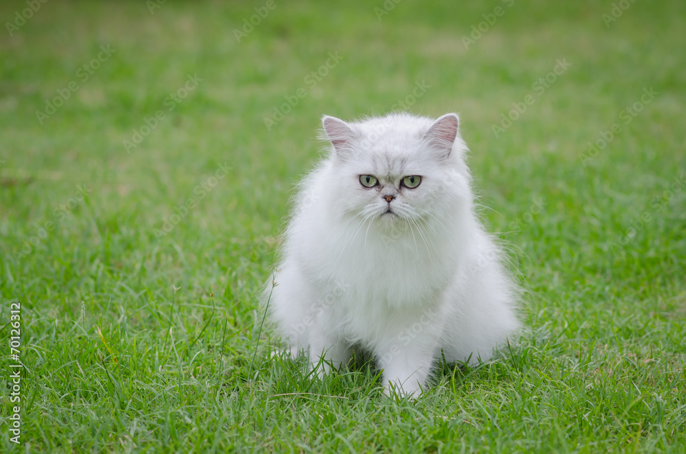 White persian cat sitting