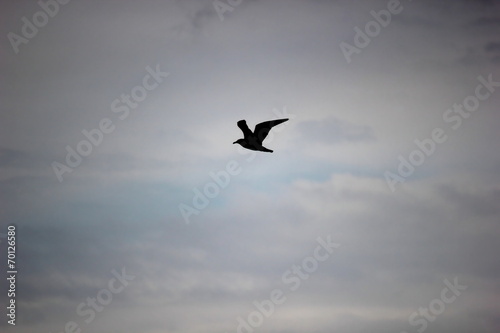Pure black silhouette of a gull in the sky