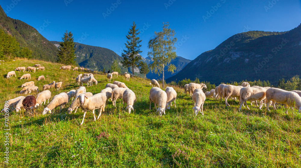 Alpine pastures in the Slovenian Alps. Triglav National Park.