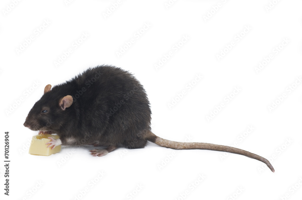 schwarze Ratte mit Kaese Stock-Foto | Adobe Stock