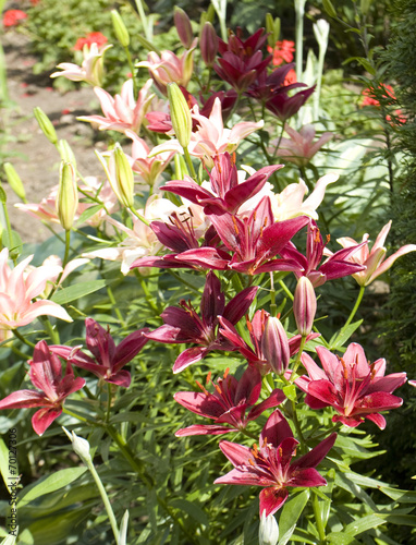 Crimson lilies