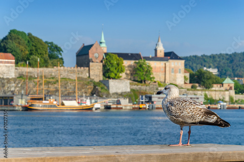 Seagull in harbor with Akershus fortress, Oslo, Norway