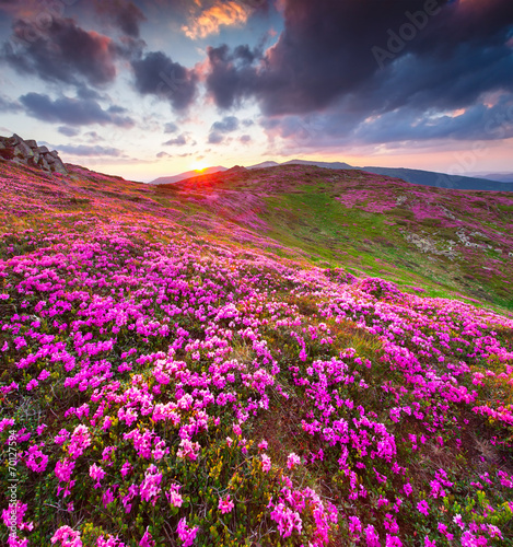 Magic pink rhododendron flowers in the mountains. Summer sunrise