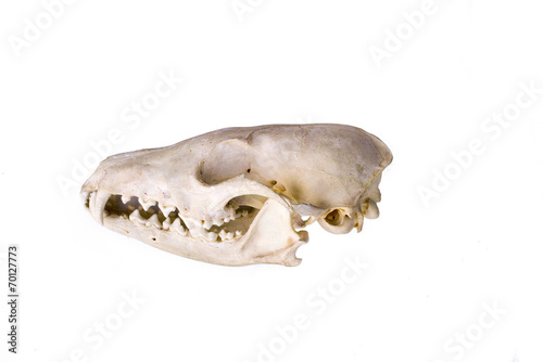 Fox skull on a white background