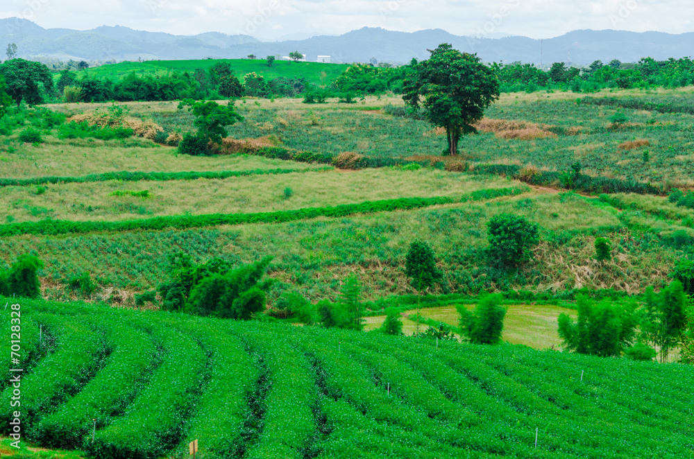 Field of green tea plantation landscape