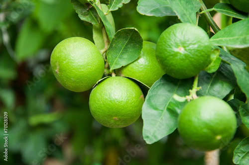 Wallpaper Mural lime hanging on tree Torontodigital.ca