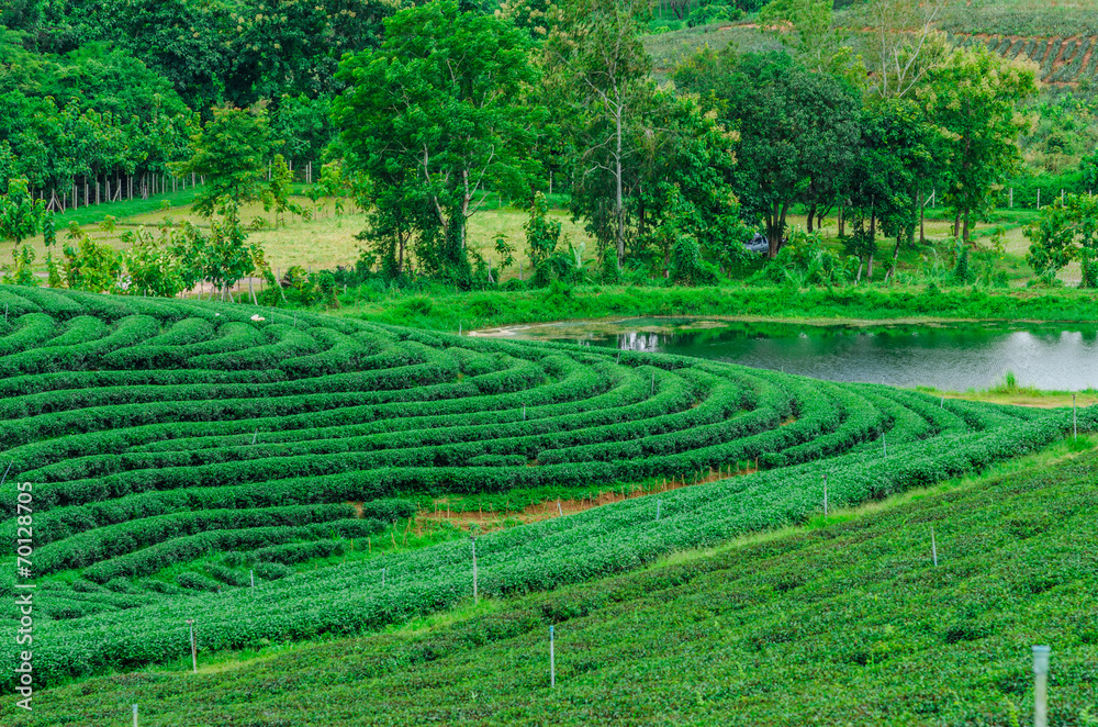 The field of green tea plantation The field of green tea plantation