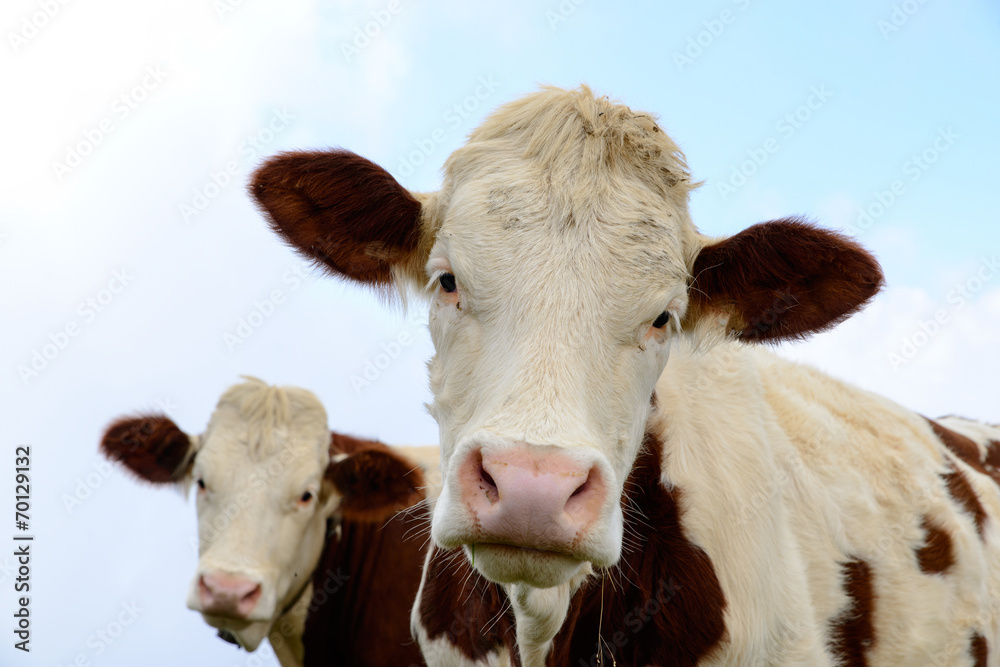 cows in the mountain pastures cows in the mountain pastures