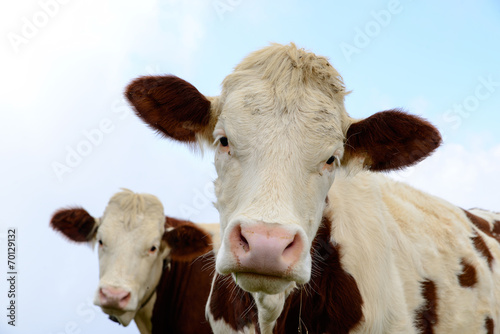 cows in the mountain pastures © Philipimage