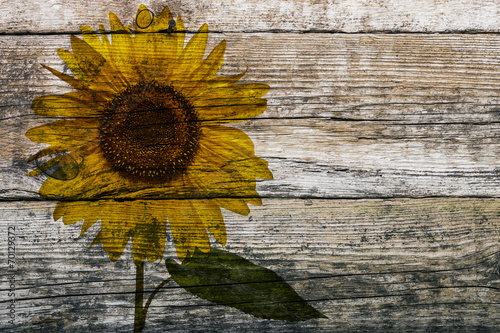 Holzwand mit Sonnenblume  photo