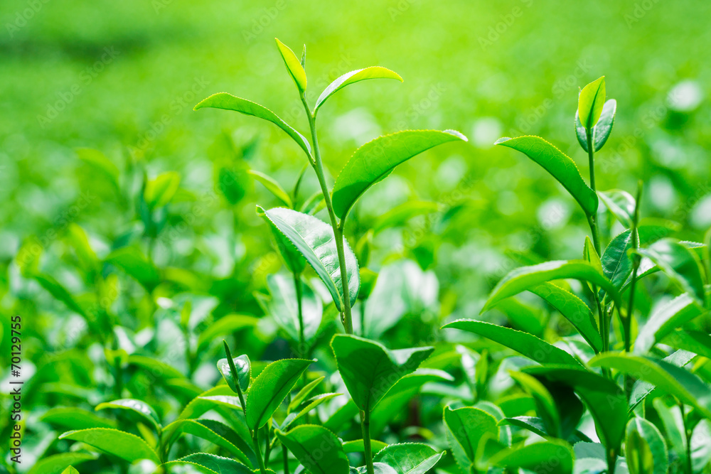 Tea Leaf with Plantation in the Background Tea Leaf with Plantation in the Background