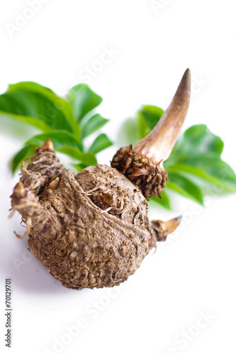 Elephant yam, Stanley s water-tub, Konjac