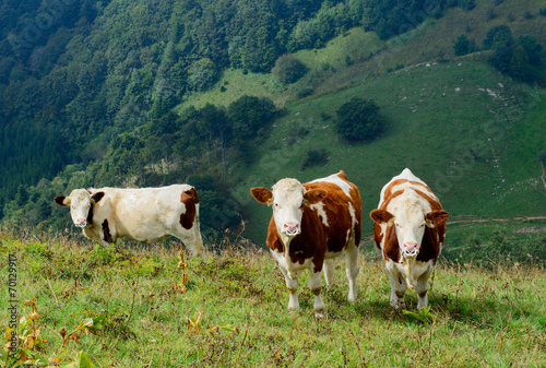 cows in the mountain pastures