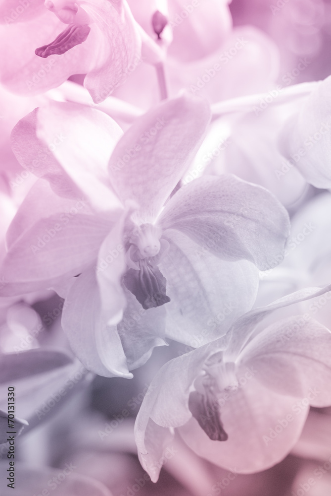 Vanda orchid in soft color and blur style for background, flower