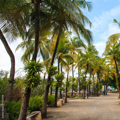 Coconut trees in the park © Naypong Studio