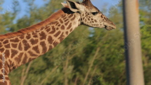 Giraffe  in a safari