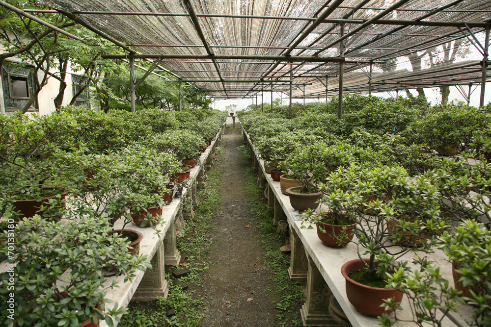 Cultivation of decorative trees in pods.