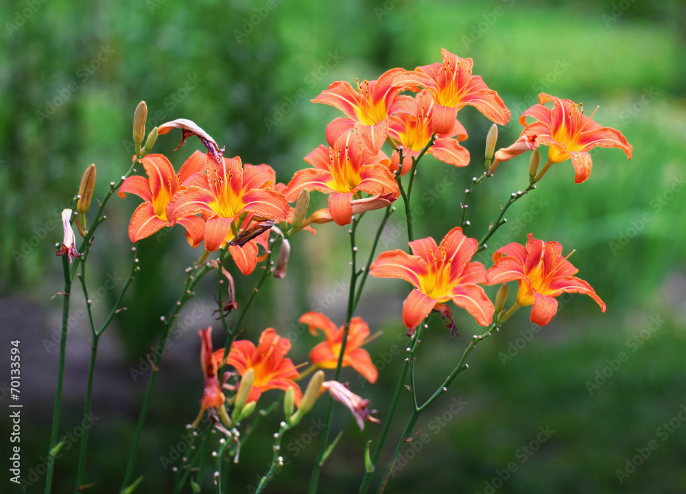 Fototapeta premium Orange lilies