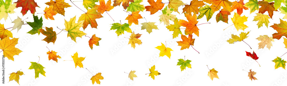 Panoramic seamless pattern of autumn maple leaves falling Panoramic seamless pattern of autumn maple leaves falling