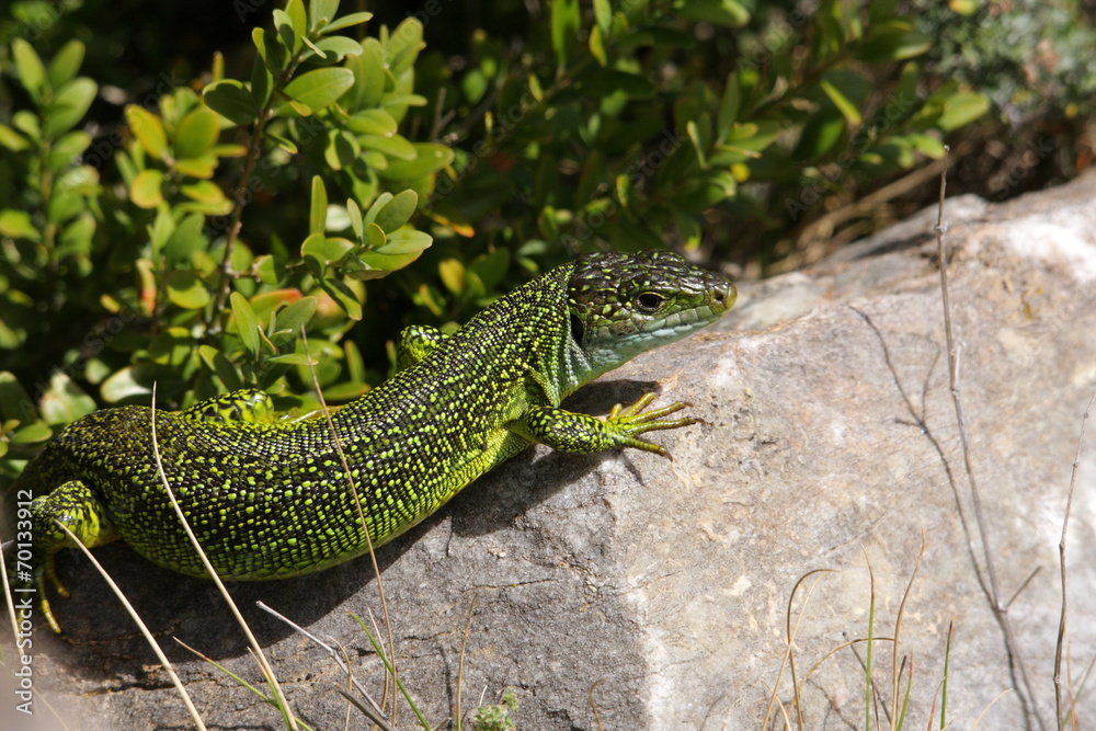 Naklejka premium Lézard vert occidental (lacerta bilineata)