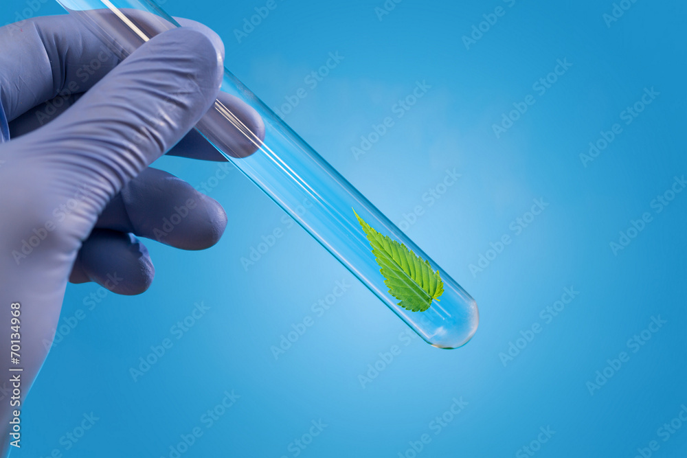 Leaf of medicinal plant in test tube in hand Leaf of medicinal plant in test tube in hand