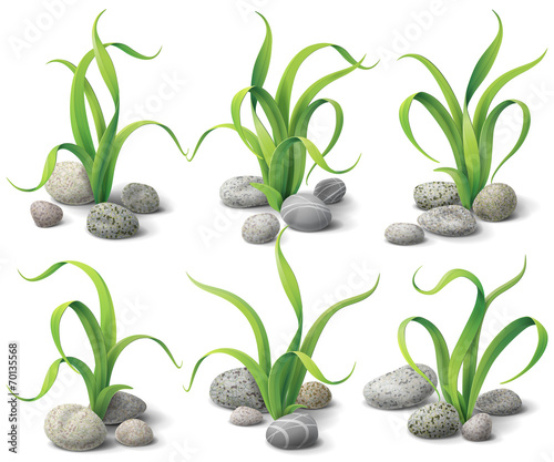 Algae and stones set