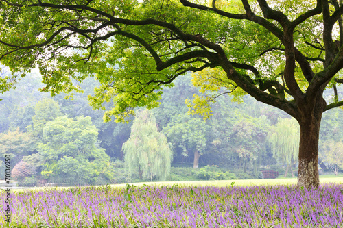 camphor trees in the hangzhou park