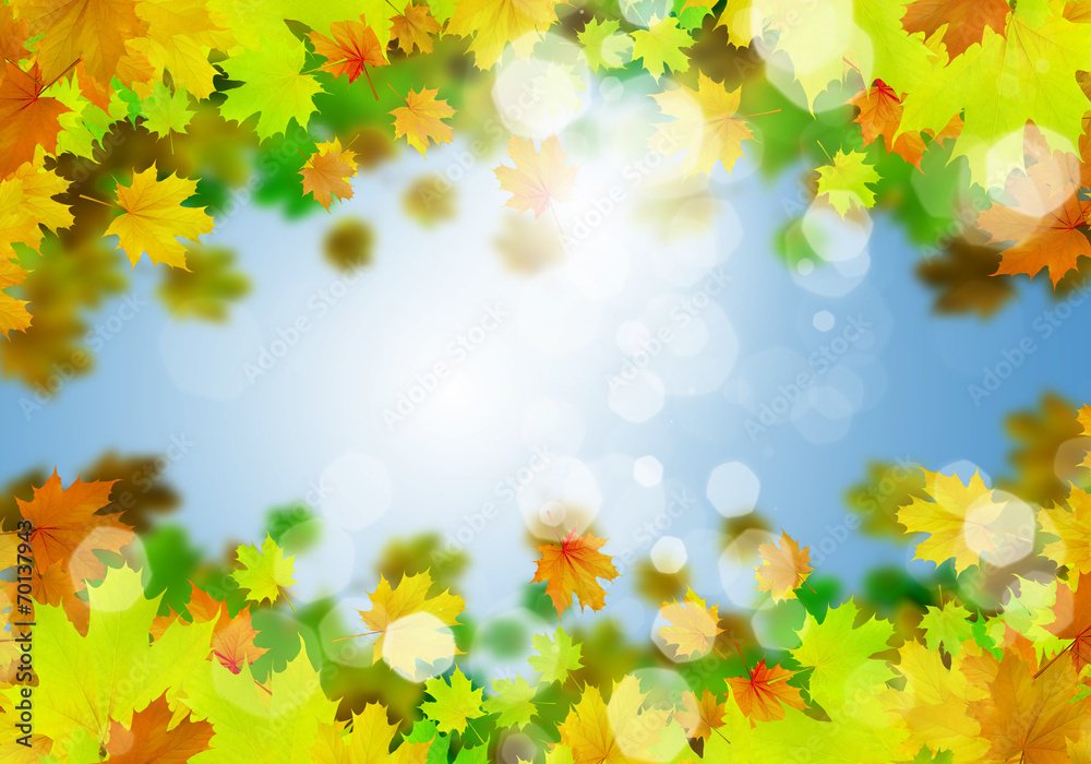 Obraz premium Autumn leaves