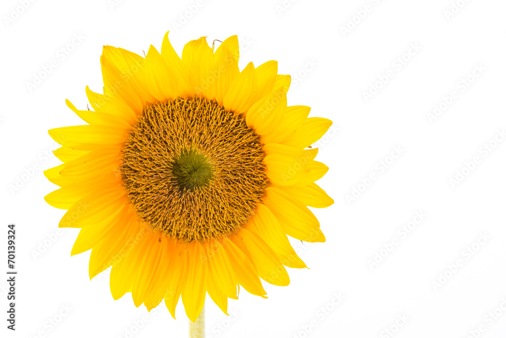 Obraz premium Sunflowers