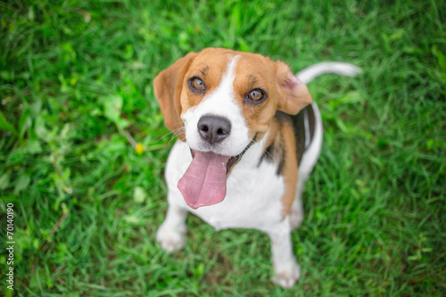 beagle dog looking up