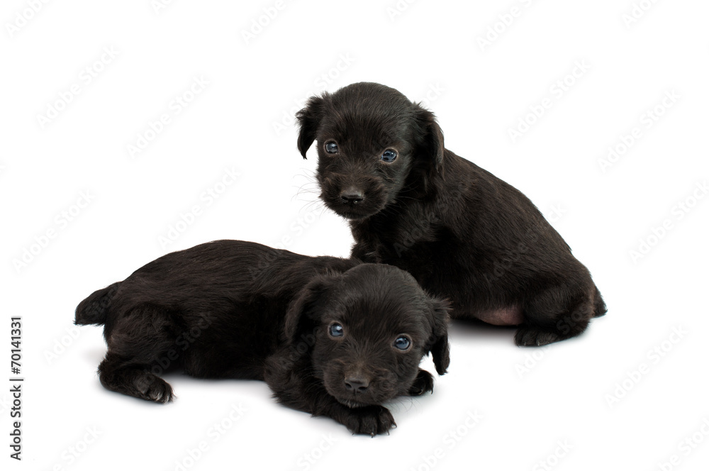 spaniel puppy spaniel puppy