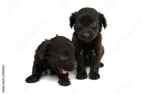 Fototapeta Naklejka Na Ścianę i Meble -  spaniel puppy