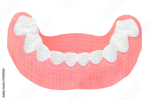 Teeth of the lower jaw. Vector illustration with visible mesh.